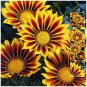 20 PCS Seeds Gazania Potted Bonsai, Gazania Flower Bonsai, Variety Complete