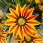 20 PCS Seeds Gazania Potted Bonsai, Gazania Flower Bonsai, Variety Complete