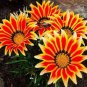 20 PCS Seeds Gazania Potted Bonsai, Gazania Flower Bonsai, Variety Complete