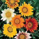 20 PCS Seeds Gazania Splendens Mixed Flower 20 PCS Seeds Gazania Splendens Mixed Flower