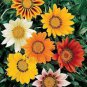 20 PCS Seeds Gazania Splendens Mixed Flower