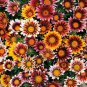 20 PCS Seeds Gazania Splendens Mixed Flower