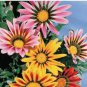 20 PCS Seeds Gazania Splendens Mixed Flower