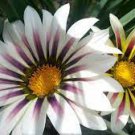 30 PCS Seeds Gazania White Yellow Petals Purple Black Stripe Treasure Flower