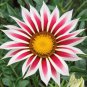 30 PCS Seeds Gazania White Yellow Petals Purple Black Stripe Treasure Flower