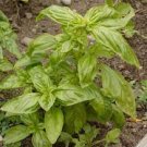 20 PCS Seeds Genovese Basil
