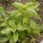 20 PCS Seeds Genovese Basil