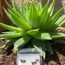 1 PCS Seeds Genuine Aloe Polyphyll 1 PCS Seeds Genuine Aloe Polyphyll