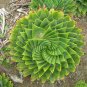 1 PCS Seeds Genuine Aloe Polyphyll