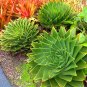 1 PCS Seeds Genuine Aloe Polyphyll
