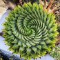 1 PCS Seeds Genuine Aloe Polyphyll