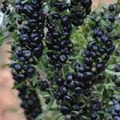 30 PCS Seeds Genuine Black Goji Wolfberry with black skin 30 PCS Seeds Genuine Black Goji Wolfberry with black skin