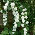 20 PCS Seeds Genuine Climbing White Hydrangea Flores Hydrangea Flowers