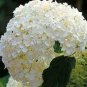 20 PCS Seeds Genuine Climbing White Hydrangea Flores Hydrangea Flowers