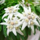 20 PCS Seeds Genuine Edelweiss Seeds The Plant of High Mountain of New Zealand