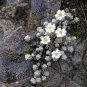 20 PCS Seeds Genuine Edelweiss Seeds The Plant of High Mountain of New Zealand
