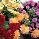 200 PCS Seeds Genuine Flower seeds chrysanthemum