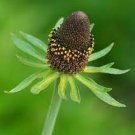 50 PCS Seeds Genuine Green Wizard Rudbeckia