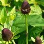 50 PCS Seeds Genuine Green Wizard Rudbeckia