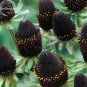 50 PCS Seeds Genuine Green Wizard Rudbeckia