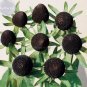 50 PCS Seeds Genuine Green Wizard Rudbeckia