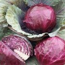 10 PCS Seeds Genuine Heirloom Red Acre Cabbage