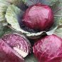 10 PCS Seeds Genuine Heirloom Red Acre Cabbage