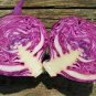 10 PCS Seeds Genuine Heirloom Red Acre Cabbage