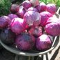 10 PCS Seeds Genuine Heirloom Red Acre Cabbage