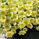 200 PCS Seeds Genuine Heirloow Yellow Petunia Flower 200 PCS Seeds Genuine Heirloow Yellow Petunia Flower