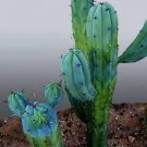 5 PCS Seeds Genuine Myrtillocactus geometrizans Bilberry Cactu