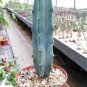 5 PCS Seeds Genuine Myrtillocactus geometrizans Bilberry Cactu