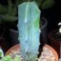 5 PCS Seeds Genuine Myrtillocactus geometrizans Bilberry Cactu