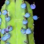 5 PCS Seeds Genuine Myrtillocactus geometrizans Bilberry Cactu