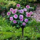 200 PCS Seeds Genuine Osiria Rose Tree Bonsai Fresh Rare Rosa Chinese Dendroidal Rose Flower 200 PCS Seeds Genuine Osiria Rose Tree Bonsai Fresh Rare Rosa Chinese Dendroidal Rose Flower