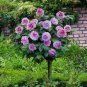 200 PCS Seeds Genuine Osiria Rose Tree Bonsai Fresh Rare Rosa Chinese Dendroidal Rose Flower