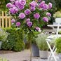 200 PCS Seeds Genuine Osiria Rose Tree Bonsai Fresh Rare Rosa Chinese Dendroidal Rose Flower