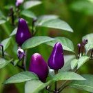 15 PCS Seeds Genuine Pretty Purple Ornamental Chilli Pepper 15 PCS Seeds Genuine Pretty Purple Ornamental Chilli Pepper