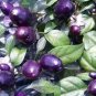 15 PCS Seeds Genuine Pretty Purple Ornamental Chilli Pepper