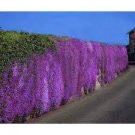 250 PCS Seeds Genuine Purple Aubrieta Flower, attracting bees butterflies 250 PCS Seeds Genuine Purple Aubrieta Flower, attracting bees butterflies
