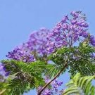 20 PCS Seeds Genuine Purple Jacaranda Mimosifolia Tree Shrub