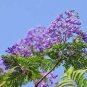 20 PCS Seeds Genuine Purple Jacaranda Mimosifolia Tree Shrub