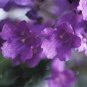 20 PCS Seeds Genuine Purple Jacaranda Mimosifolia Tree Shrub