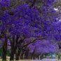 20 PCS Seeds Genuine Purple Jacaranda Mimosifolia Tree Shrub
