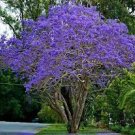 50 PCS Seeds Genuine Purple Jacaranda Mimosifolia Tree Shrub