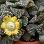 10 PCS Seeds Genuine Titanopsis Variegata