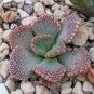 10 PCS Seeds Genuine Titanopsis Variegata