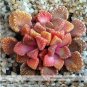 10 PCS Seeds Genuine Titanopsis Variegata