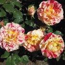 450 PCS Seeds GEORGE BURNS ROSE FLOWERS 450 PCS Seeds GEORGE BURNS ROSE FLOWERS