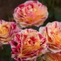 450 PCS Seeds GEORGE BURNS ROSE FLOWERS